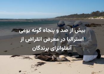 بیش از صد و پنجاه گونه بومی استرالیا در معرض انقراض از آنفلوانزای پرندگان