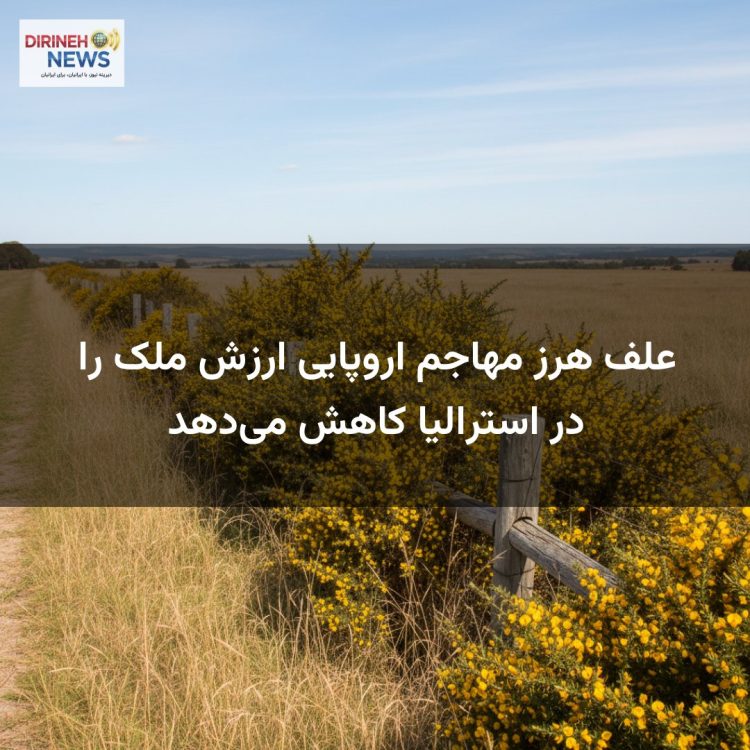 علف هرز مهاجم اروپایی ارزش ملک را در استرالیا کاهش می‌دهد