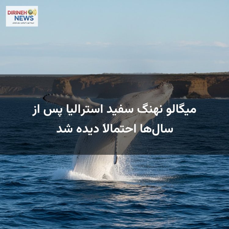 میگالو نهنگ سفید استرالیا پس از سال‌ها احتمالاً دیده شد