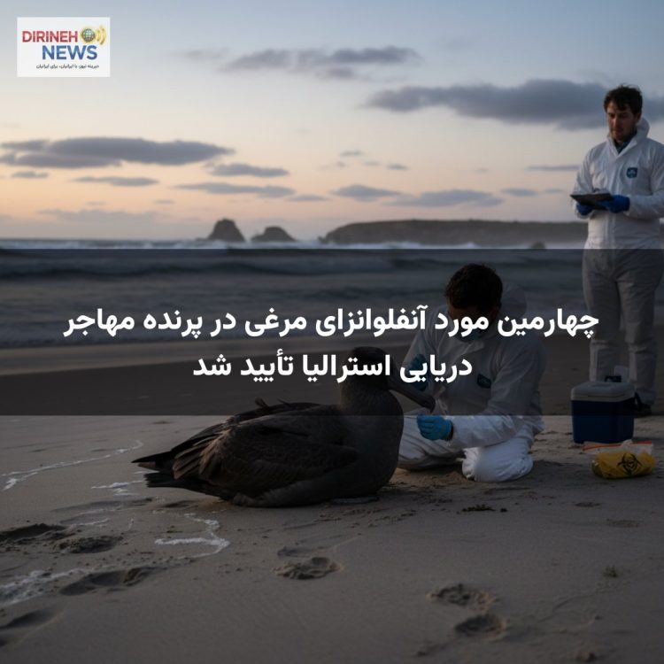 چهارمین مورد آنفلوانزای مرغی در پرنده مهاجر دریایی استرالیا تأیید شد