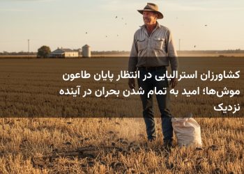 کشاورزان استرالیایی در انتظار پایان طاعون موش‌ها؛ امید به تمام شدن بحران در آینده نزدیک