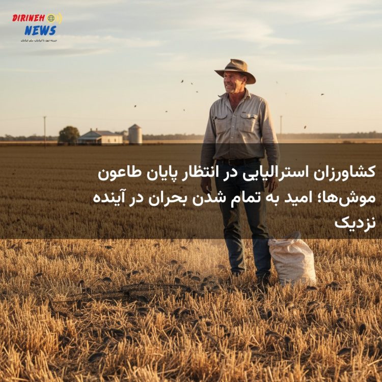 کشاورزان استرالیایی در انتظار پایان طاعون موش‌ها؛ امید به تمام شدن بحران در آینده نزدیک