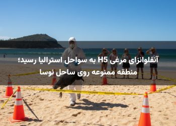 آنفلوانزای مرغی H5 به سواحل استرالیا رسید؛ منطقه ممنوعه روی ساحل نوسا