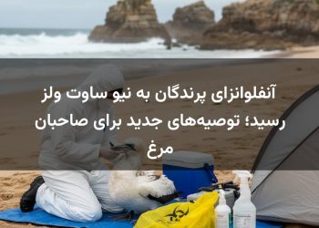 آنفلوانزای پرندگان به نیو ساوت ولز رسید؛ توصیه‌های جدید برای صاحبان مرغ