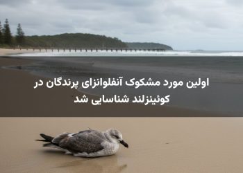 اولین مورد مشکوک آنفلوانزای پرندگان در کوئینزلند شناسایی شد