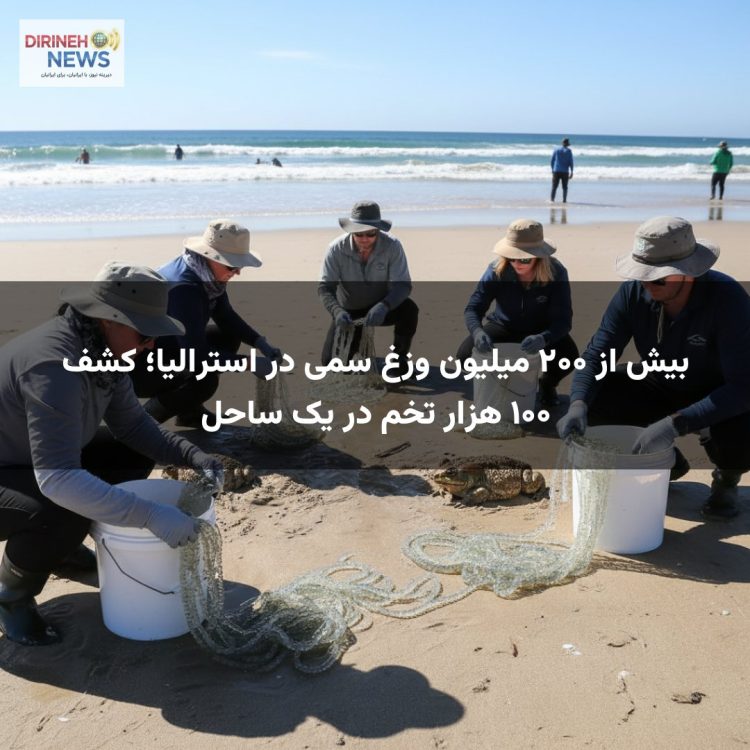 بیش از ۲۰۰ میلیون وزغ سمی در استرالیا؛ کشف ۱۰۰ هزار تخم در یک ساحل
