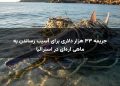 جریمه ۳۳ هزار دلاری برای آسیب رساندن به ماهی اره‌ای در استرالیا