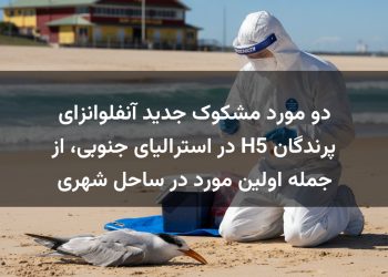 دو مورد مشکوک جدید آنفلوانزای پرندگان H5 در استرالیای جنوبی، از جمله اولین مورد در ساحل شهری
