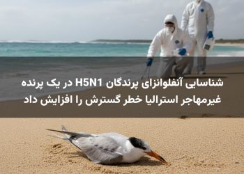 شناسایی آنفلوانزای پرندگان H5N1 در یک پرنده غیرمهاجر استرالیا خطر گسترش را افزایش داد