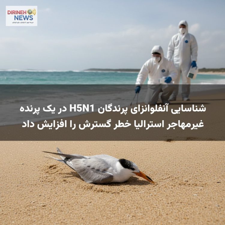 شناسایی آنفلوانزای پرندگان H5N1 در یک پرنده غیرمهاجر استرالیا خطر گسترش را افزایش داد
