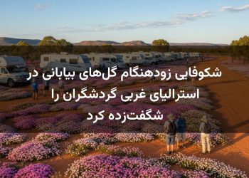 شکوفایی زودهنگام گل‌های بیابانی در استرالیای غربی گردشگران را شگفت‌زده کرد