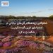 شکوفایی زودهنگام گل‌های بیابانی در استرالیای غربی گردشگران را شگفت‌زده کرد