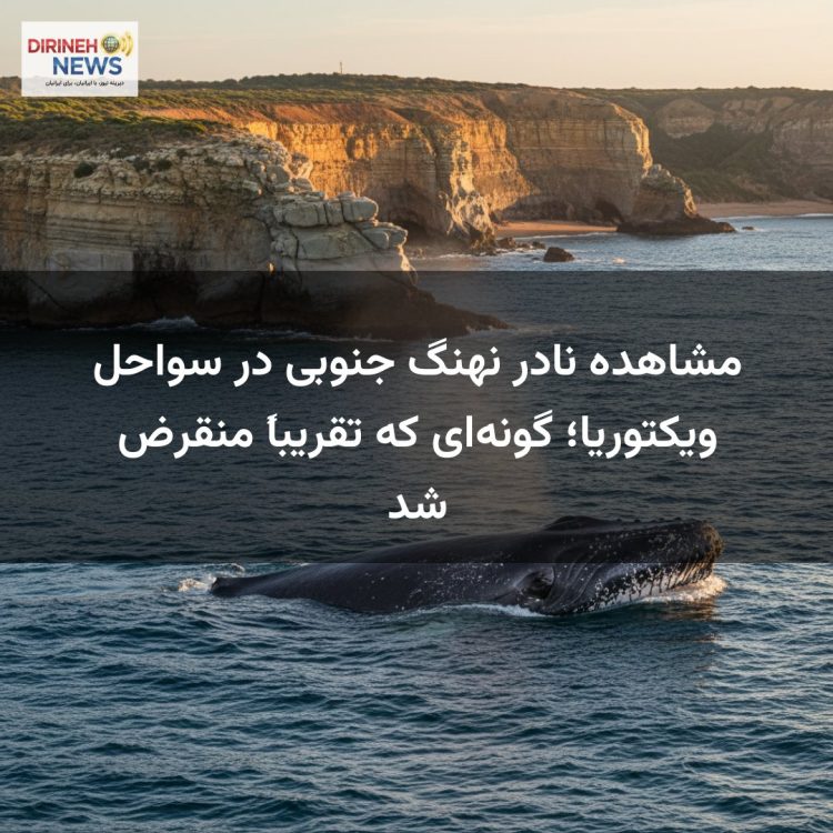 مشاهده نادر نهنگ جنوبی در سواحل ویکتوریا؛ گونهای که تقریباً منقرض شد