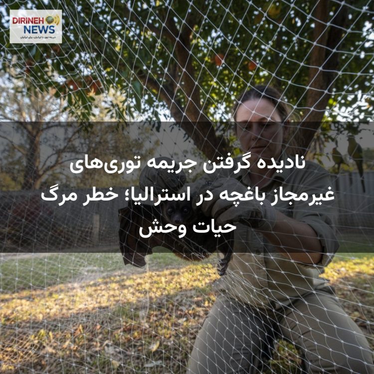 نادیده گرفتن جریمه توری‌های غیرمجاز باغچه در استرالیا؛ خطر مرگ حیات وحش