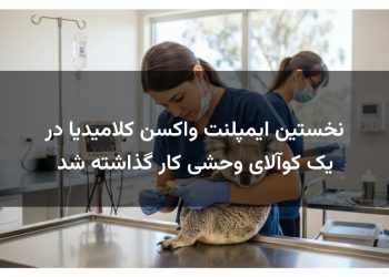 نخستین ایمپلنت واکسن کلامیدیا در یک کوآلای وحشی کار گذاشته شد