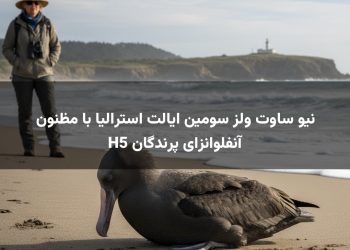 نیو ساوت ولز سومین ایالت استرالیا با مظنون آنفلوانزای پرندگان H5