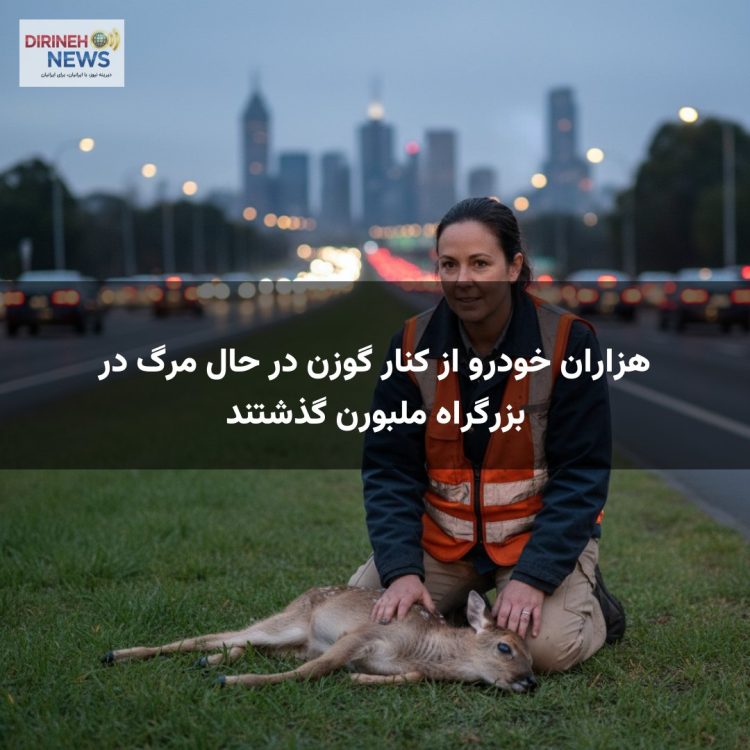 هزاران خودرو از کنار گوزن در حال مرگ در بزرگراه ملبورن گذشتند