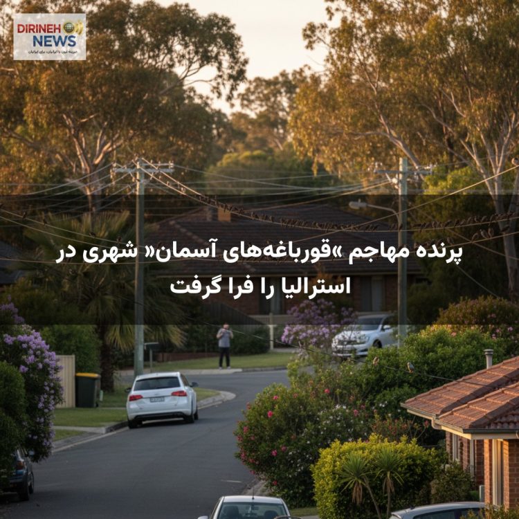 پرنده مهاجم «قورباغه‌های آسمان» شهری در استرالیا را فرا گرفت