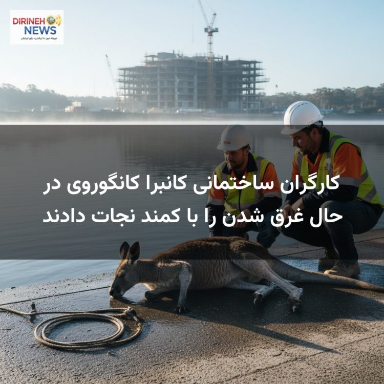 کارگران ساختمانی کانبرا کانگوروی در حال غرق شدن را با کمند نجات دادند