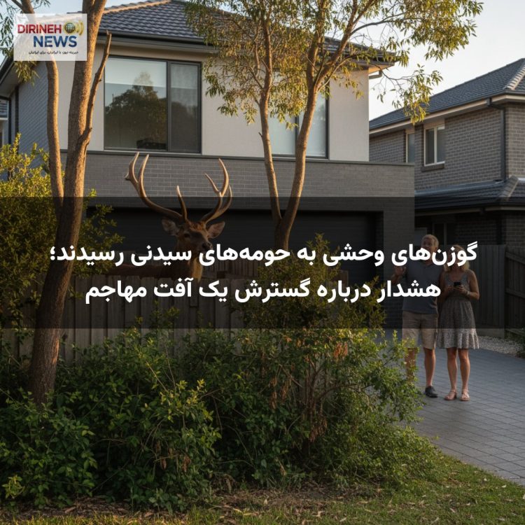 گوزن‌های وحشی به حومه‌های سیدنی رسیدند؛ هشدار درباره گسترش یک آفت مهاجم