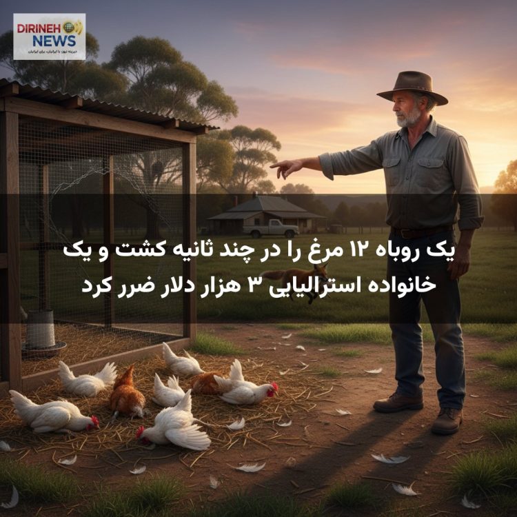 یک روباه ۱۲ مرغ را در چند ثانیه کشت و یک خانواده استرالیایی ۳ هزار دلار ضرر کرد