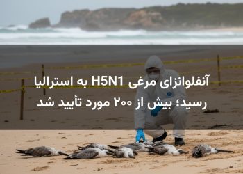 آنفلوانزای مرغی H5N1 به استرالیا رسید؛ بیش از ۲۰۰ مورد تأیید شد