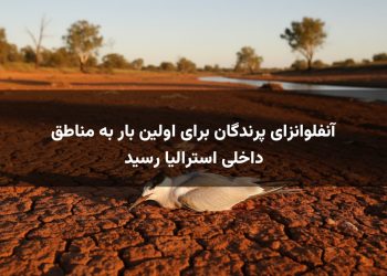 آنفلوانزای پرندگان برای اولین بار به مناطق داخلی استرالیا رسید