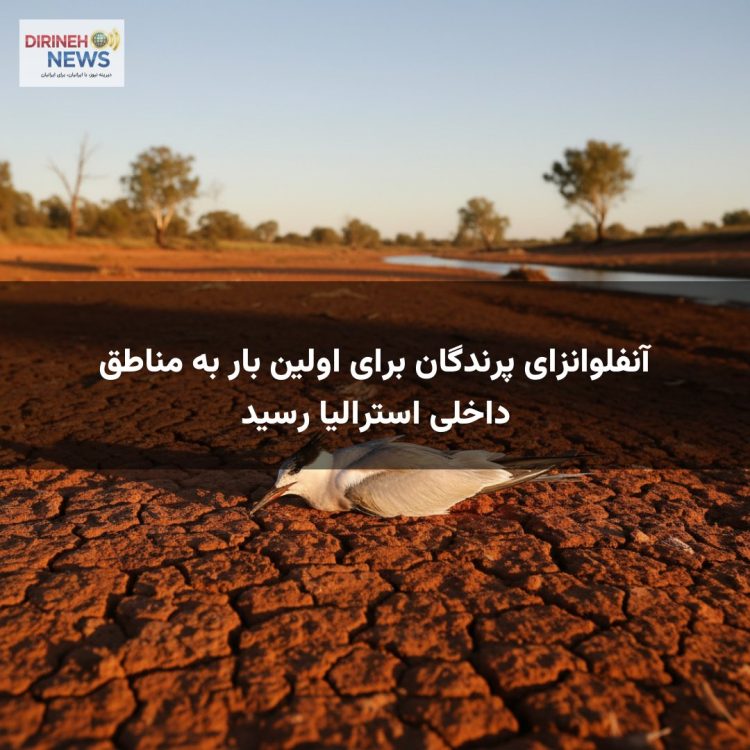آنفلوانزای پرندگان برای اولین بار به مناطق داخلی استرالیا رسید