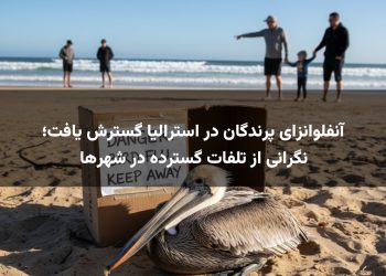 آنفلوانزای پرندگان در استرالیا گسترش یافت؛ نگرانی از تلفات گسترده در شهرها