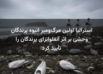 استرالیا اولین مرگ‌ومیر انبوه پرندگان وحشی بر اثر آنفلوانزای پرندگان را تأیید کرد