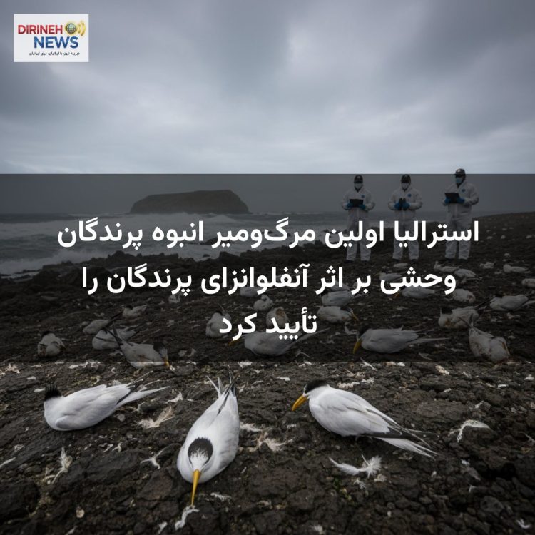 استرالیا اولین مرگ‌ومیر انبوه پرندگان وحشی بر اثر آنفلوانزای پرندگان را تأیید کرد