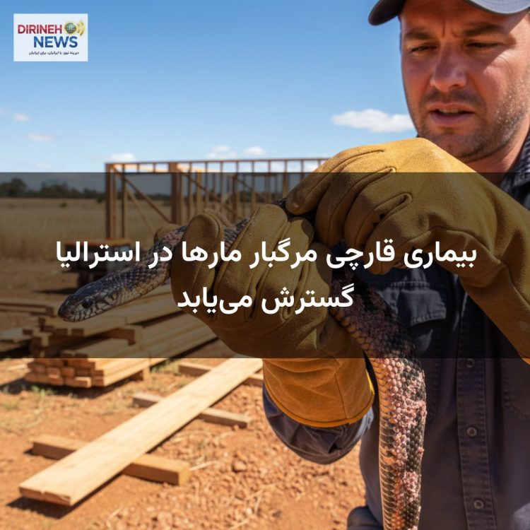 بیماری قارچی مرگبار مارها در استرالیا گسترش می‌یابد