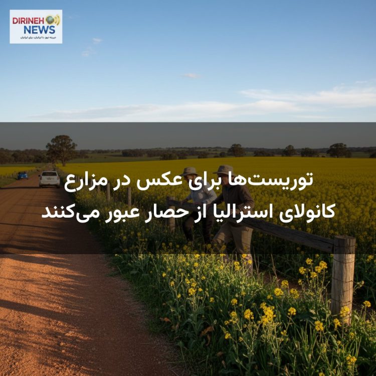 توریست‌ها برای عکس در مزارع کانولای استرالیا از حصار عبور می‌کنند