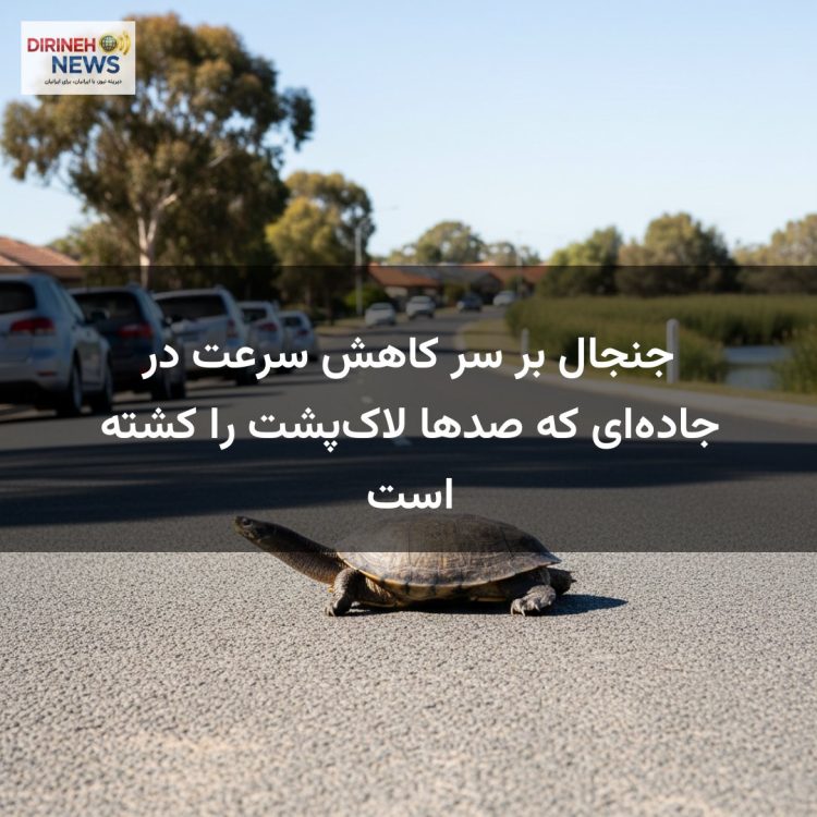 جنجال بر سر کاهش سرعت در جاده‌ای که صدها لاک‌پشت را کشته است