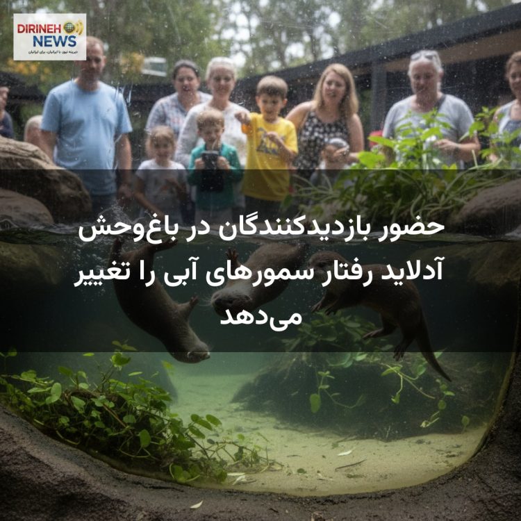 حضور بازدیدکنندگان در باغ‌وحش آدلاید رفتار سمورهای آبی را تغییر می‌دهد
