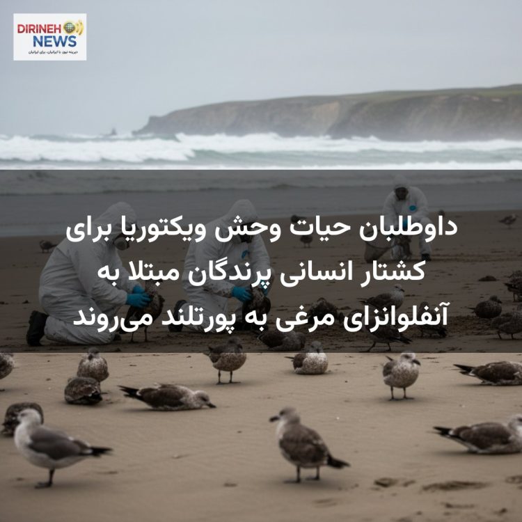 داوطلبان حیات وحش ویکتوریا برای کشتار انسانی پرندگان مبتلا به آنفلوانزای مرغی به پورتلند میروند