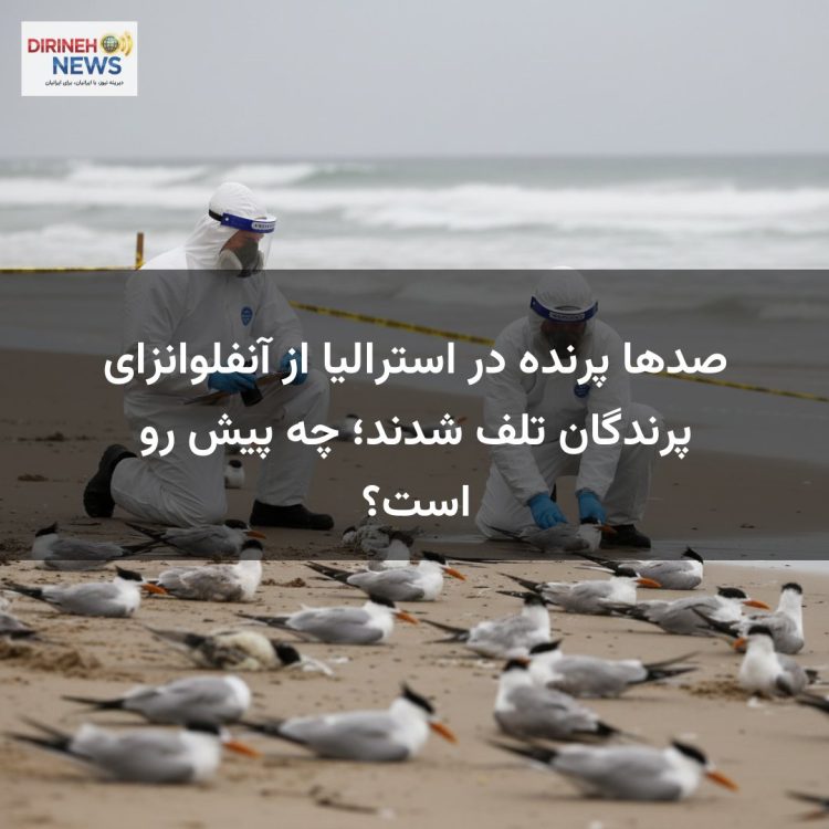 صدها پرنده در استرالیا از آنفلوانزای پرندگان تلف شدند؛ چه پیش رو است؟