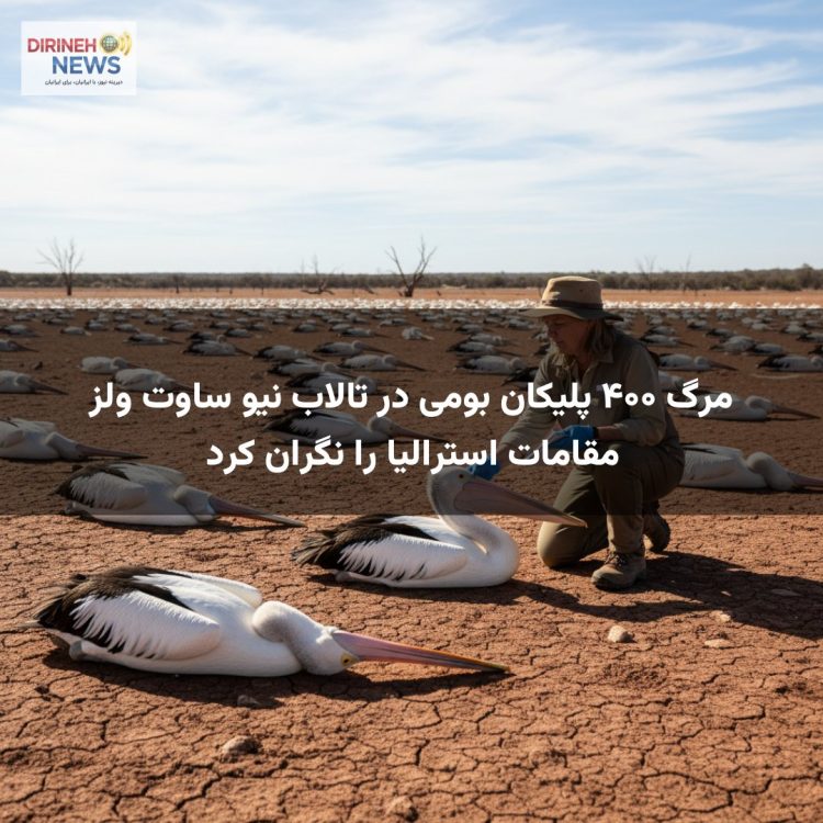 مرگ ۴۰۰ پلیکان بومی در تالاب نیو ساوت ولز مقامات استرالیا را نگران کرد
