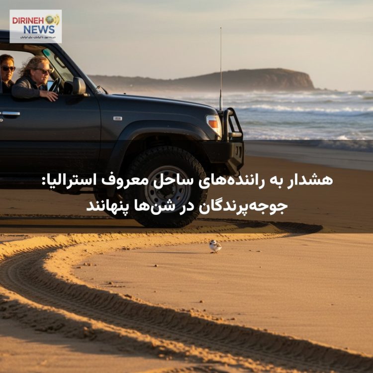 هشدار به راننده‌های ساحل معروف استرالیا: جوجه‌پرندگان در شن‌ها پنهانند