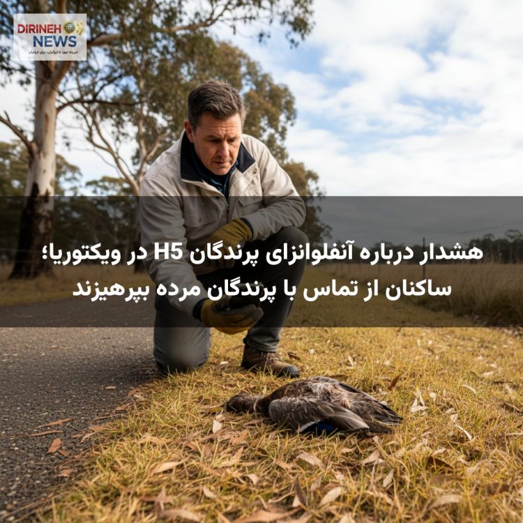هشدار درباره آنفلوانزای پرندگان H5 در ویکتوریا؛ ساکنان از تماس با پرندگان مرده بپرهیزند