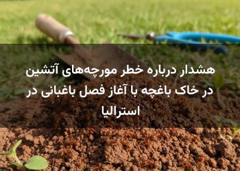 هشدار درباره خطر مورچه‌های آتشین در خاک باغچه با آغاز فصل باغبانی در استرالیا