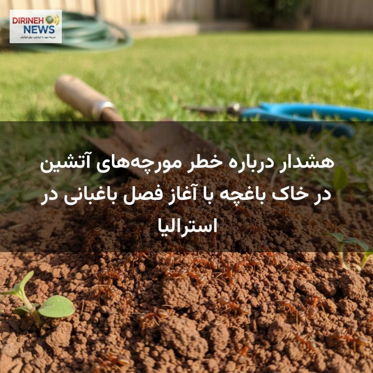 هشدار درباره خطر مورچه‌های آتشین در خاک باغچه با آغاز فصل باغبانی در استرالیا