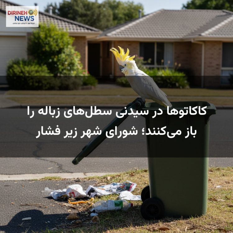 کاکاتوها در سیدنی سطل‌های زباله را باز می‌کنند؛ شورای شهر زیر فشار