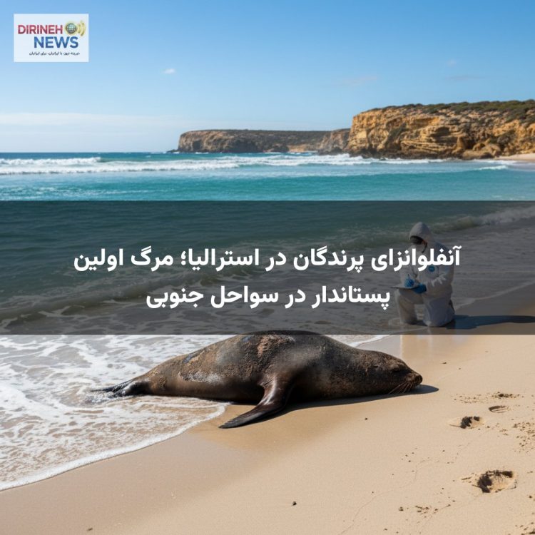 آنفلوانزای پرندگان در استرالیا؛ مرگ اولین پستاندار در سواحل جنوبی