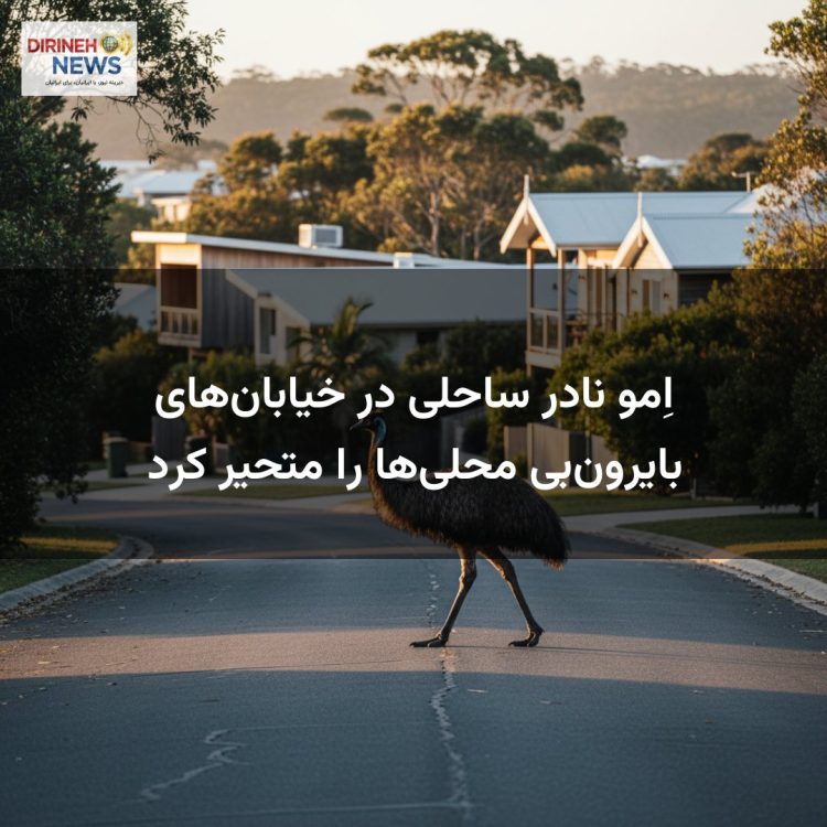 اِمو نادر ساحلی در خیابان‌های بایرون‌بی محلی‌ها را متحیر کرد