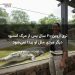 تری اروین ۲۰ سال پس از مرگ استیو: دیگر مردی مثل او پیدا نمی‌شود