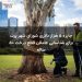 جایزه ۵ هزار دلاری شورای شهر پرت برای شناسایی عاملان قطع درخت ۵۰ ساله