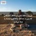 جریمه ۵۵۰۰ دلاری در انتظار رانندگانی که پس از تصادف با کانگورو صحنه را ترک می‌کنند