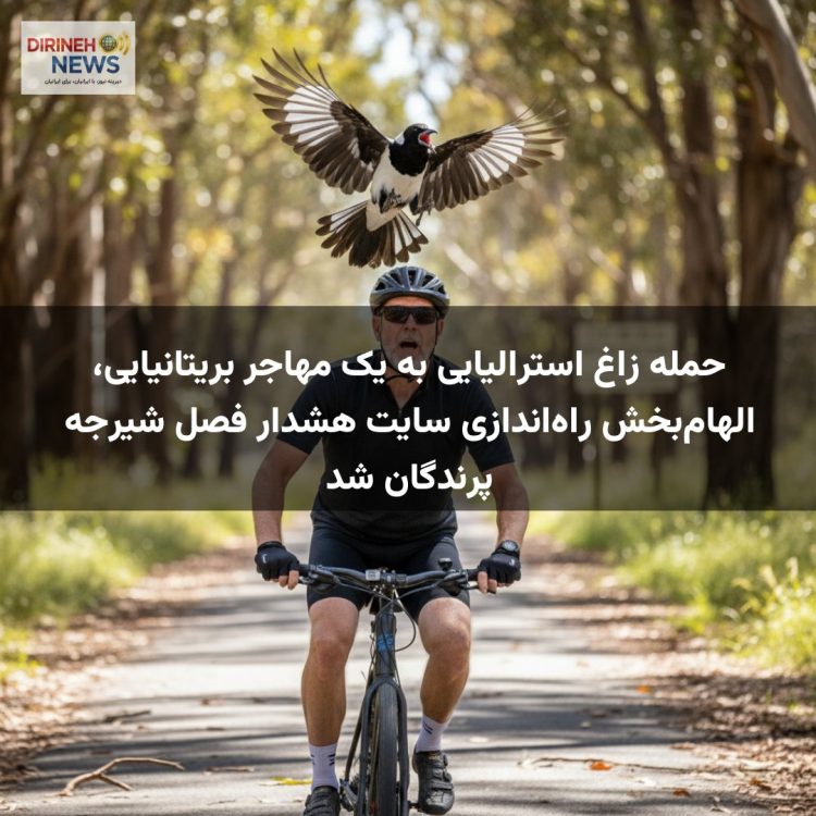 حمله زاغ استرالیایی به یک مهاجر بریتانیایی، الهامبخش راهاندازی سایت هشدار فصل شیرجه پرندگان شد