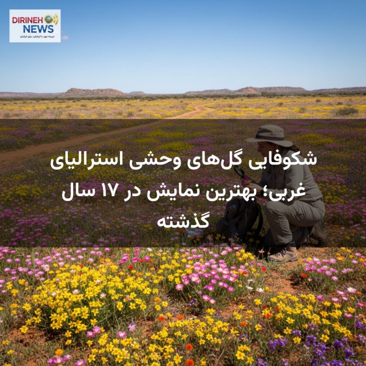 شکوفایی گل‌های وحشی استرالیای غربی؛ بهترین نمایش در ۱۷ سال گذشته